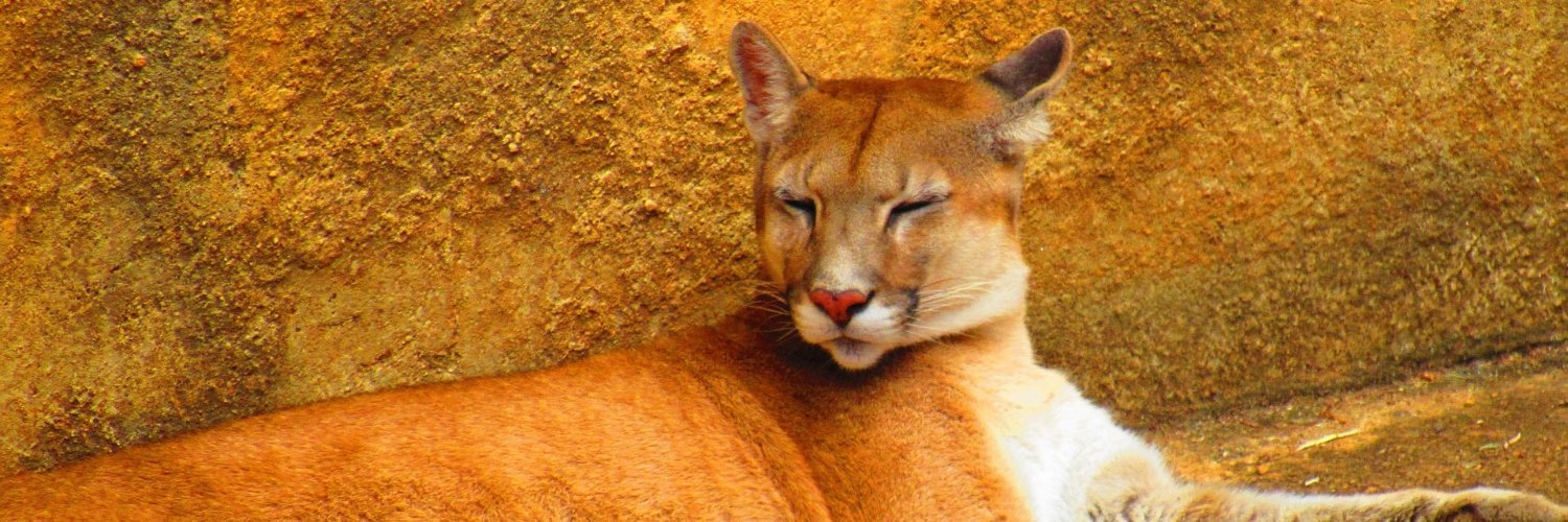 puma_parda's profile banner image