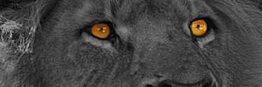 TrendboRSIa's profile banner image