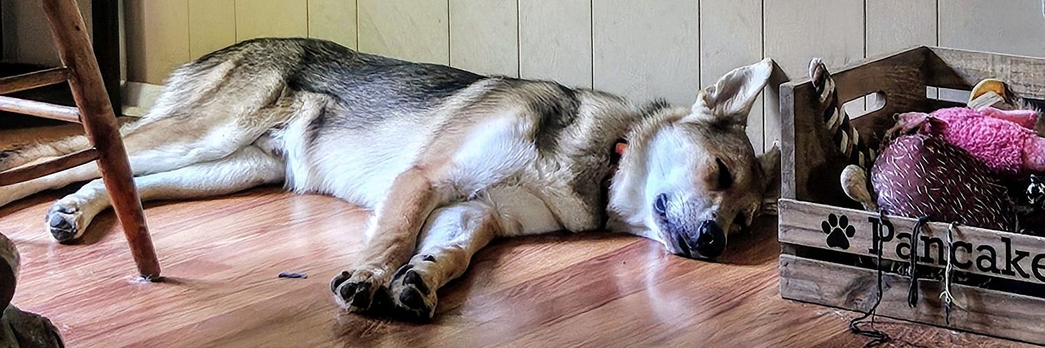 JimmersDog's profile banner image