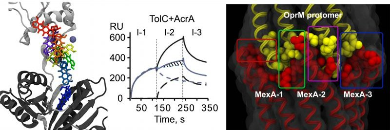 Helen Zgurskaya banner