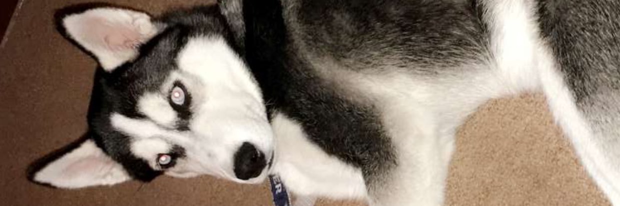 Murphy_2905's profile banner image