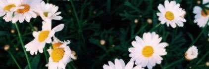 MrsAlexander83's profile banner image