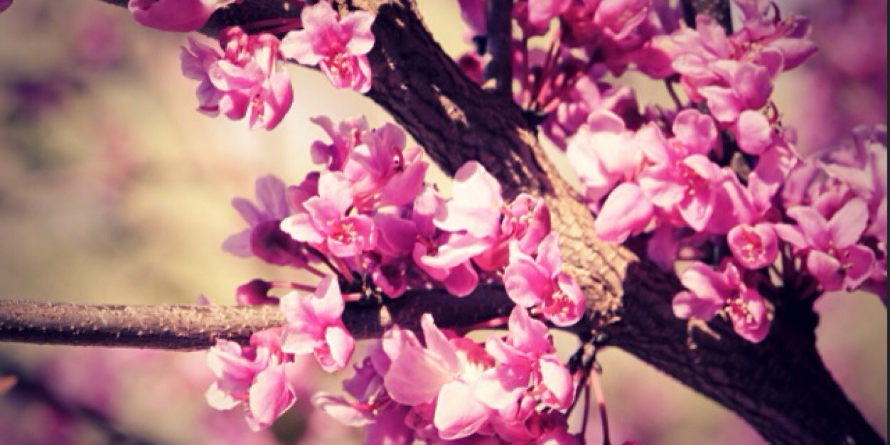 Shlee_214's profile banner image