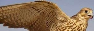 hammedzx's profile banner image
