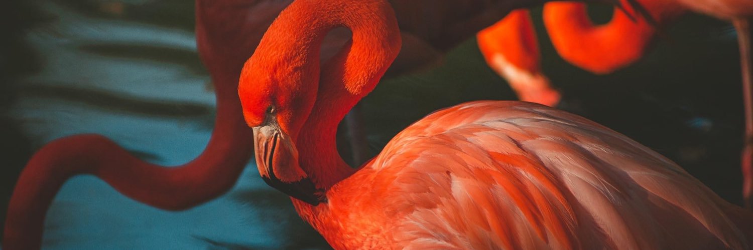 BiancaKru's profile banner image