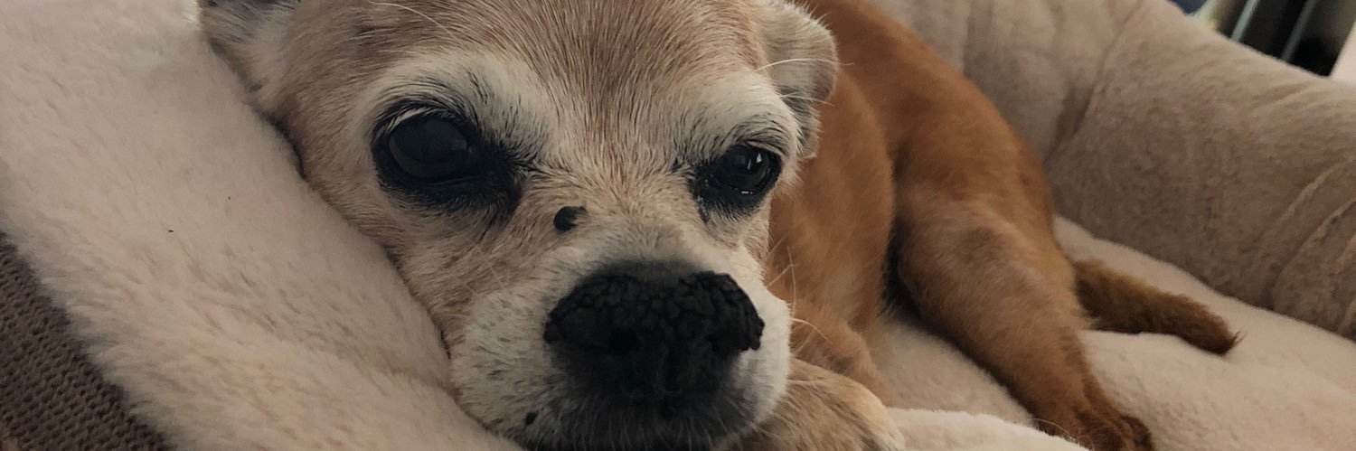 loriluna's profile banner image