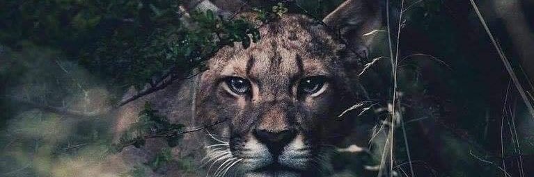 _FioreeAG's profile banner image