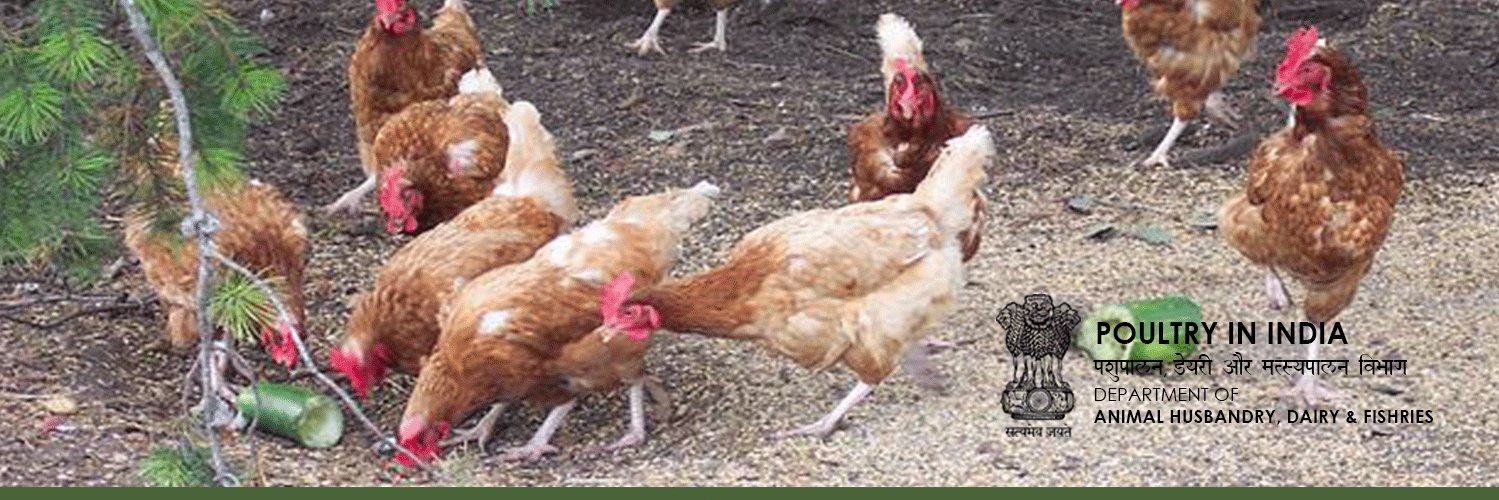 PoultryinIndia's profile banner image