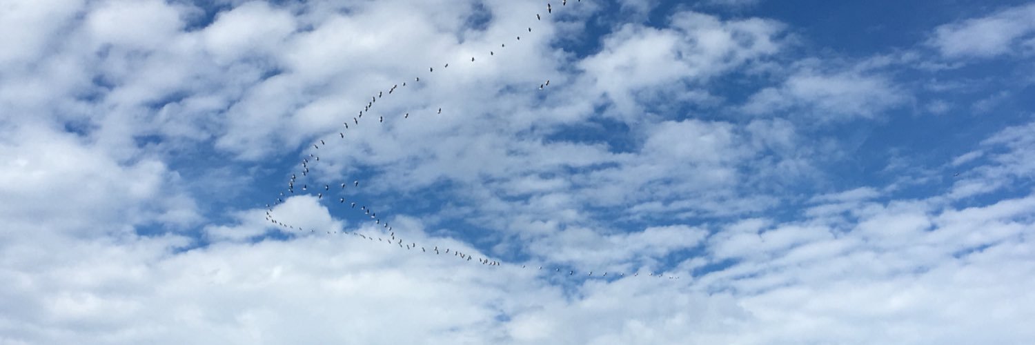 Jennifer Thomas banner