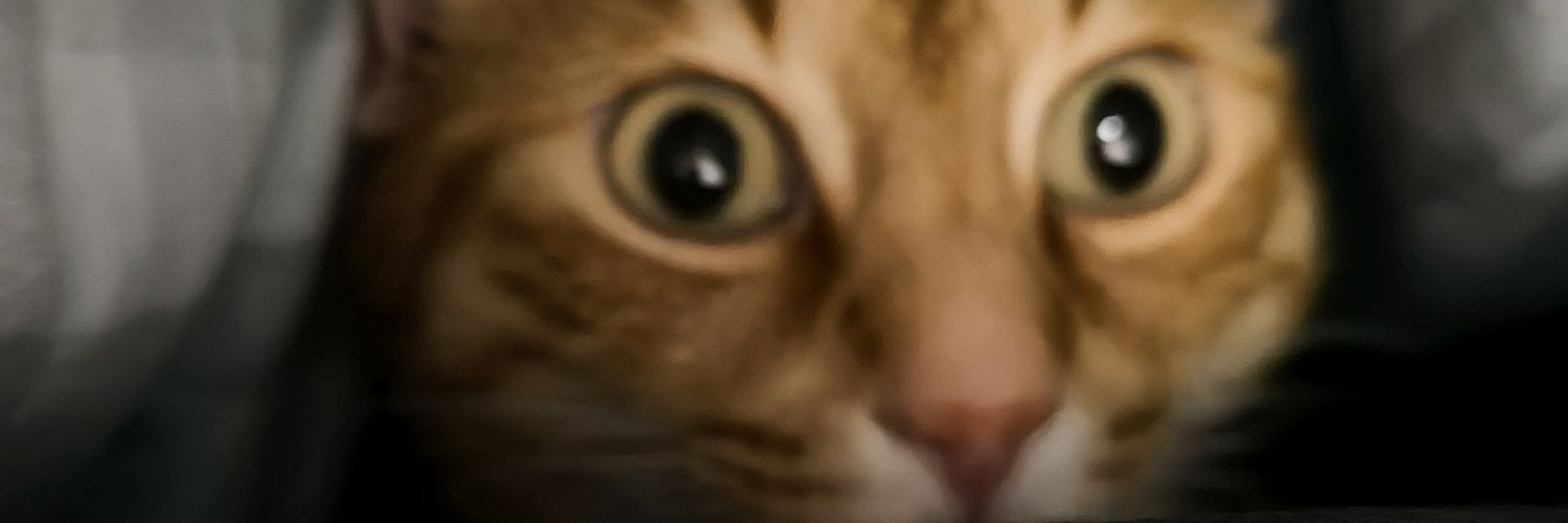 mcampins28's profile banner image