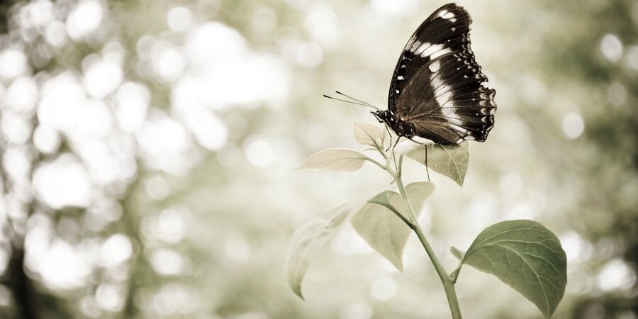 Lam_Ichthyosis's profile banner image