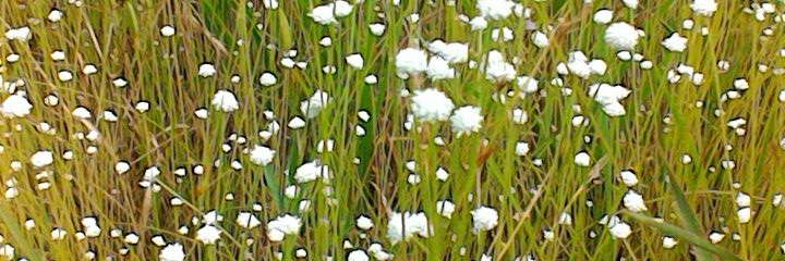 鈴木 喬（SUZUKI Takashi） I wish for world peace- banner