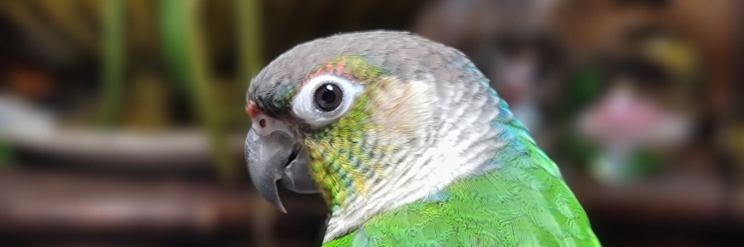 stwaberrysnail's profile banner image