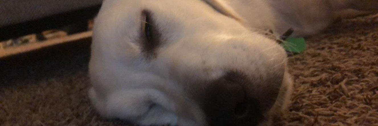 grace_spring's profile banner image