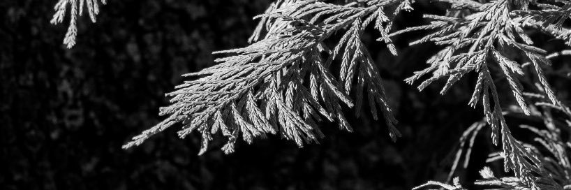 cody_coltrane's profile banner image