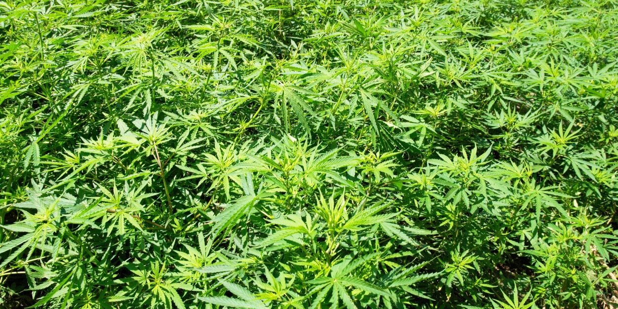 millermarijuana's profile banner image