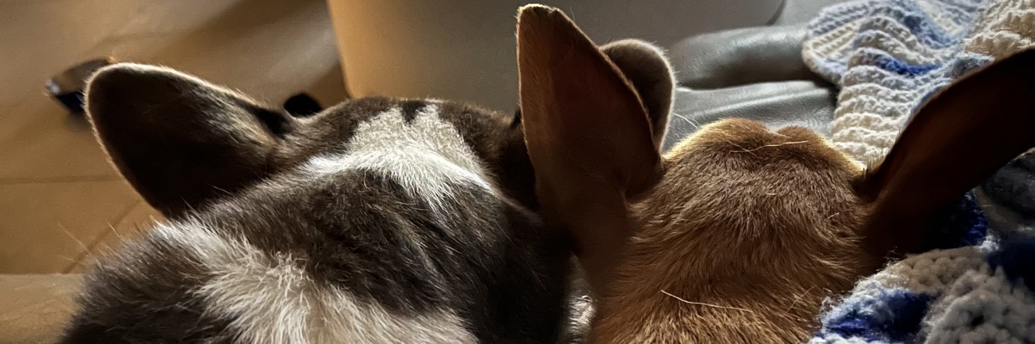 wyn_o's profile banner image