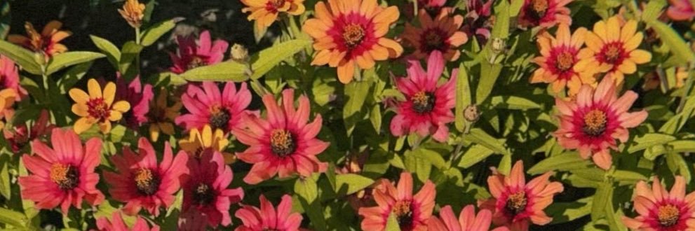 polinainpresent's profile banner image