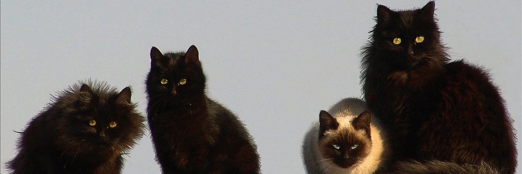 cuwadx's profile banner image