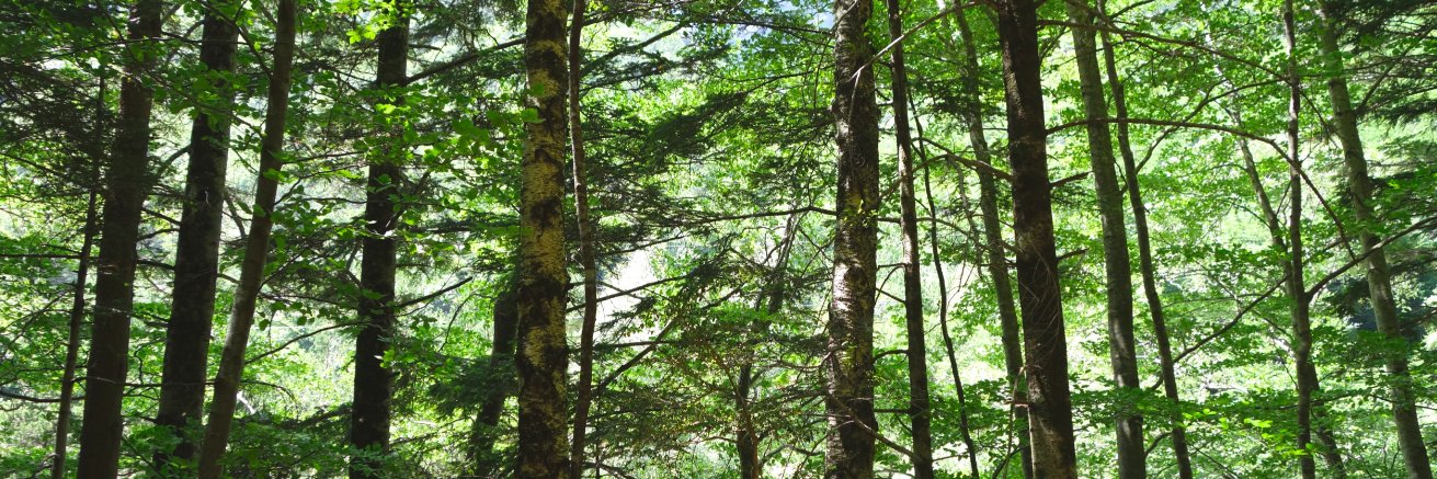 Kelly Gerard banner