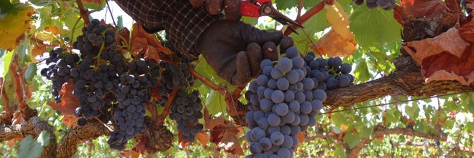 ThePWine's profile banner image