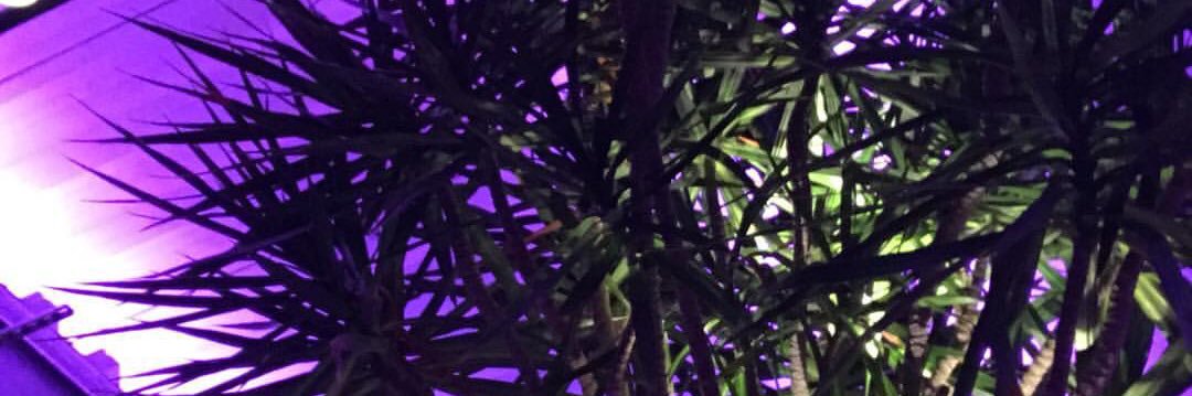 ShelbyBascom's profile banner image