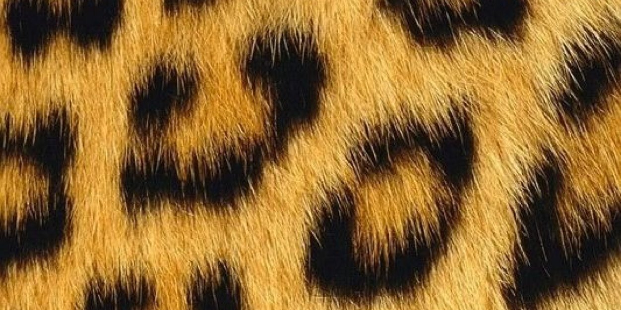 carolinabolioc's profile banner image