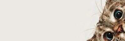 Prii_Lucas's profile banner image