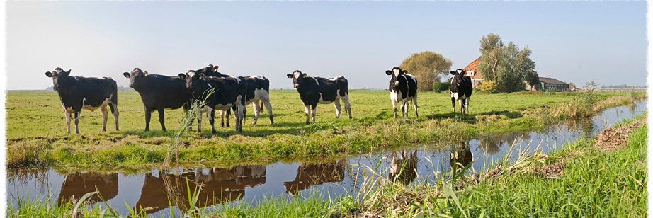 _zaltbommel's profile banner image