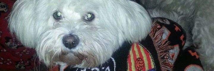PANTALLETA26's profile banner image