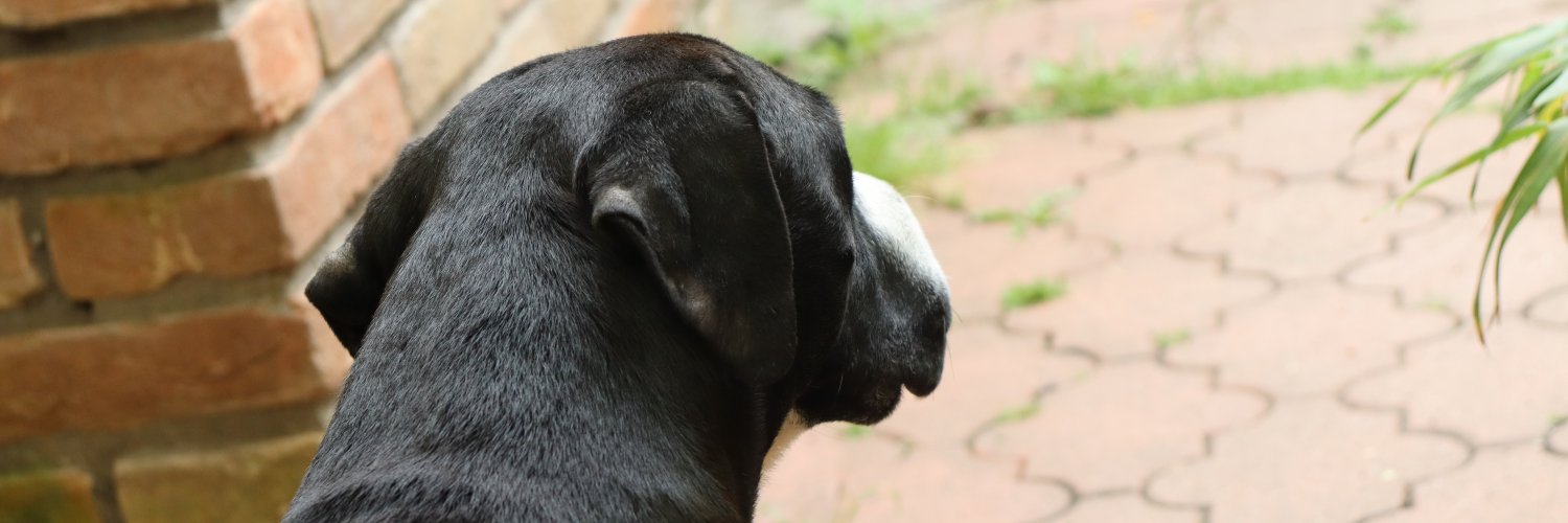 CruwzYo's profile banner image