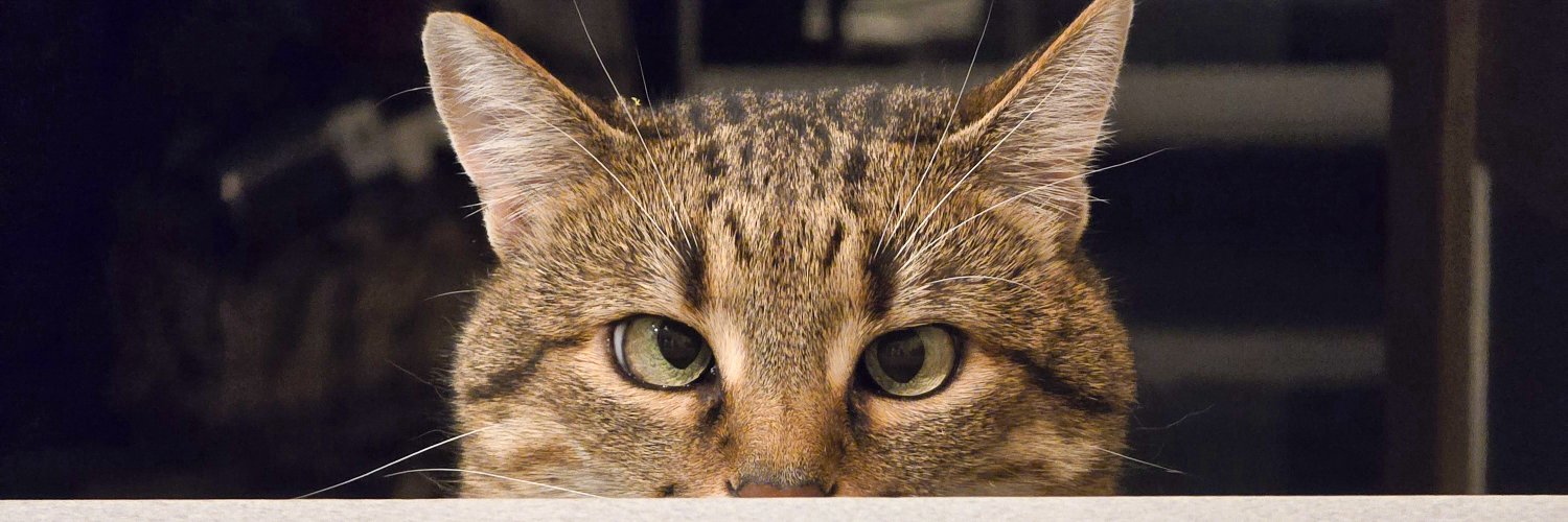 ✙Товстий кіт ꑭ✙'s banner