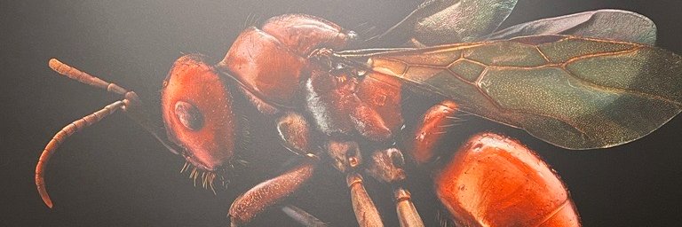 Sofia Resnick banner