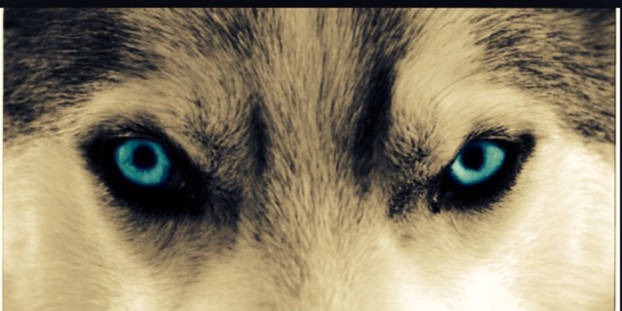 Wolves_UK's profile banner image