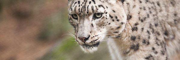 NordensArk Profile Banner