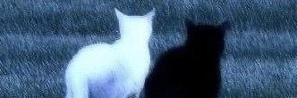 robbribeiro's profile banner image
