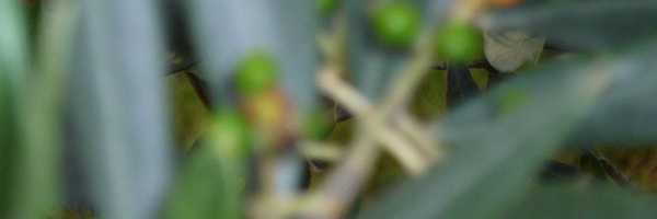 tocciw Profile Banner