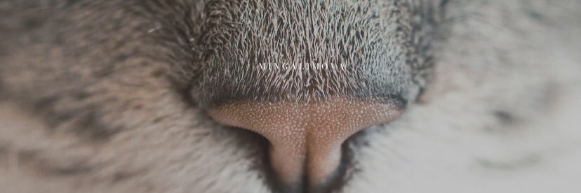 miingelya's profile banner image