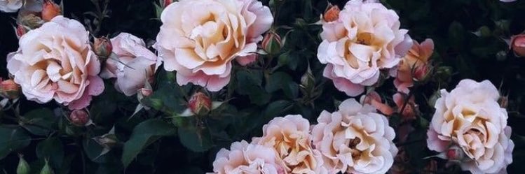 AudisioSara's profile banner image