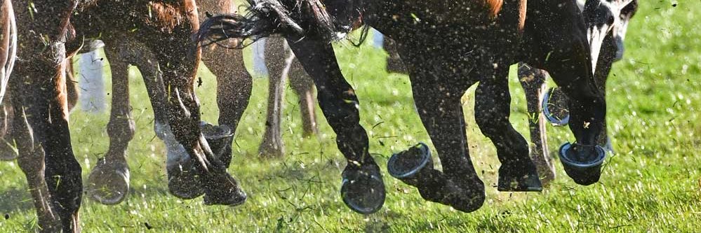 stablekingtips's profile banner image