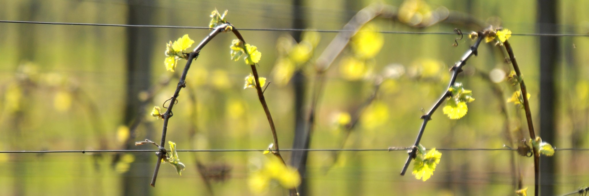 Denbies Wine Estate banner
