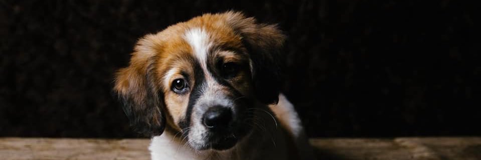 dudleybhv's profile banner image