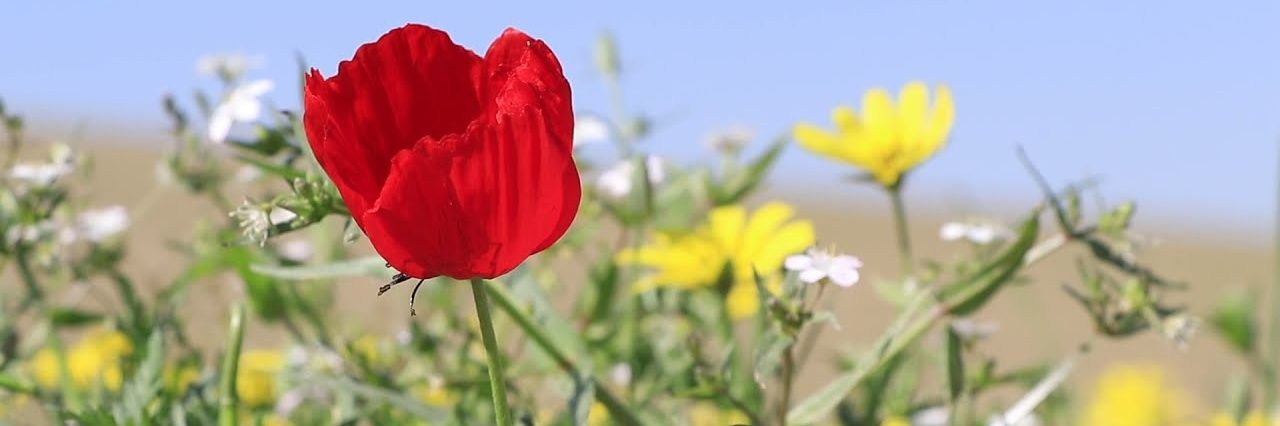 Elhamdav's profile banner image
