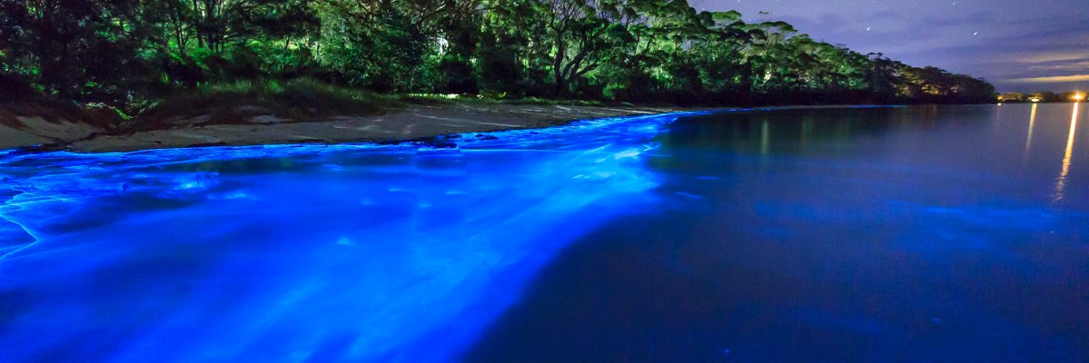 Montine_Felso's profile banner image