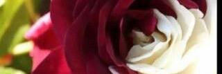 MarjonelleM's profile banner image