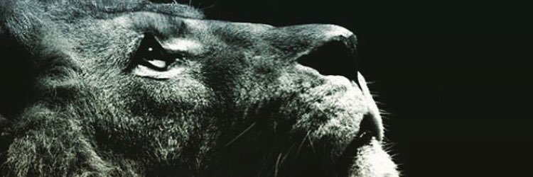 cynesgo's profile banner image