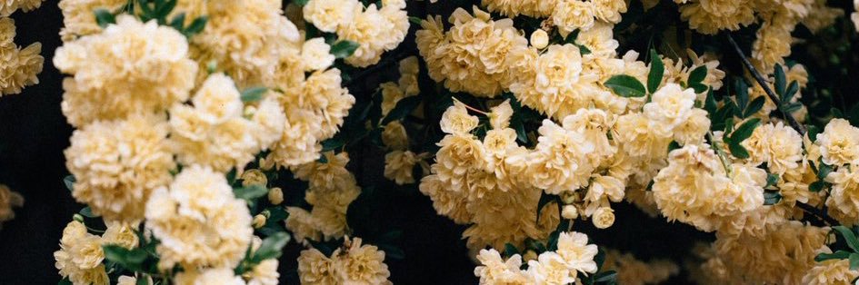 FlorenciaDato's profile banner image