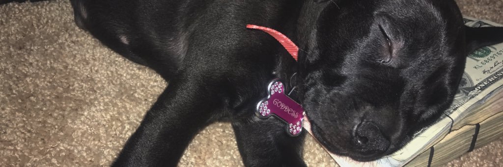 BitchImDOLO's profile banner image