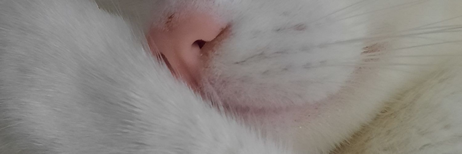 jhony banner