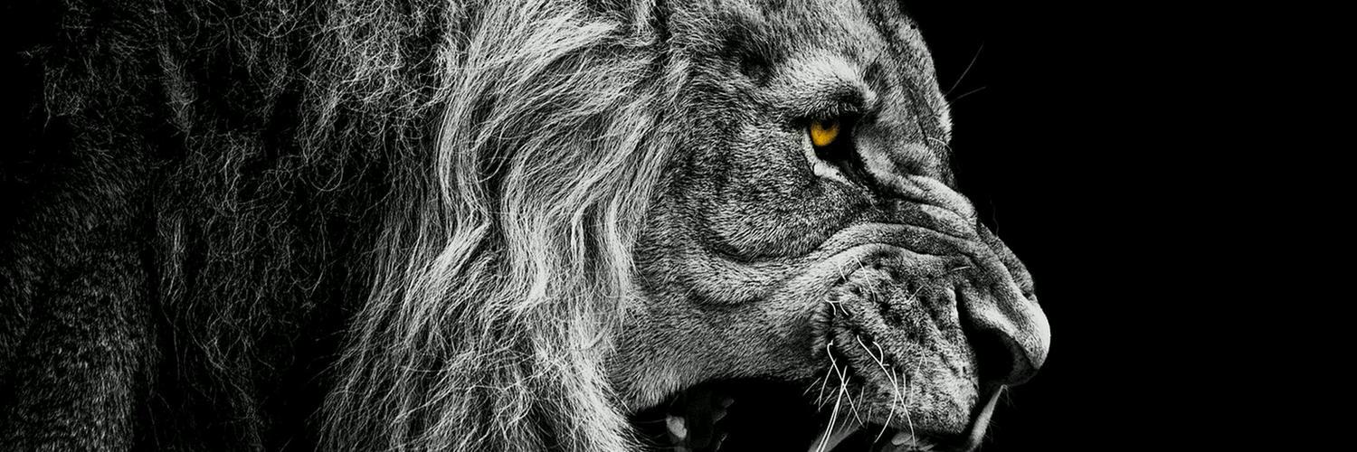 prezdog34's profile banner image